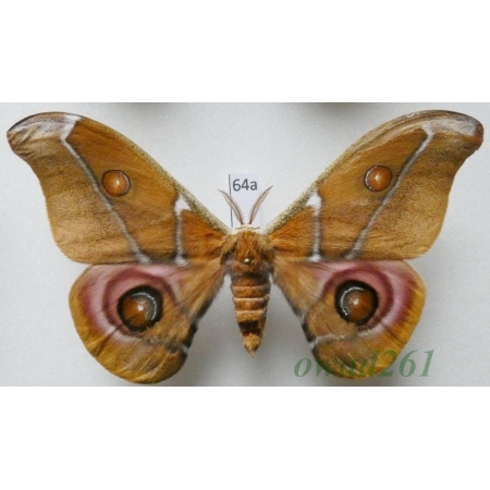 Antherina suraka (Boisduval, 1833) male ex. ovo Madagascar 94mm64a